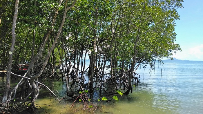 Kayaker navigating through Krabi mangroves