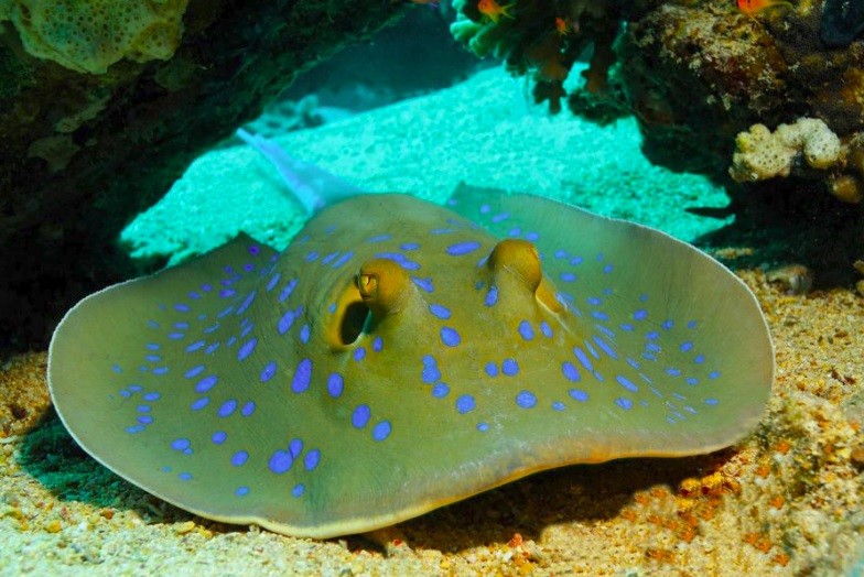 Krabi Diving