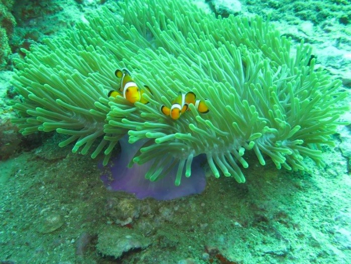 Clown Fish while scuba diving in Krabi Thailand