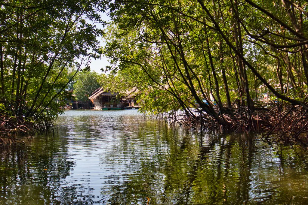 Mangrove forests surrounding Krabi's Preserved Island