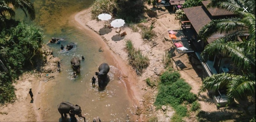 Elephant bathing experience in Krabi